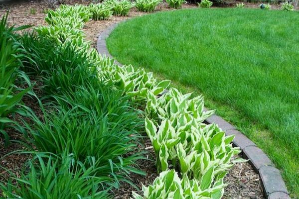 Bushes and Plants in a Lanscaped Bed.