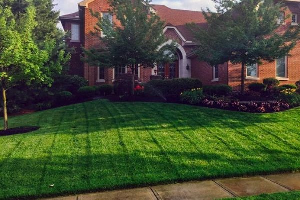 Riding mower lines in a freshly cut sloping front yard