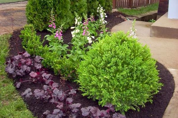 Freshly Pruned shrubs and Bushes in Landscape Bed with fresh mulch.